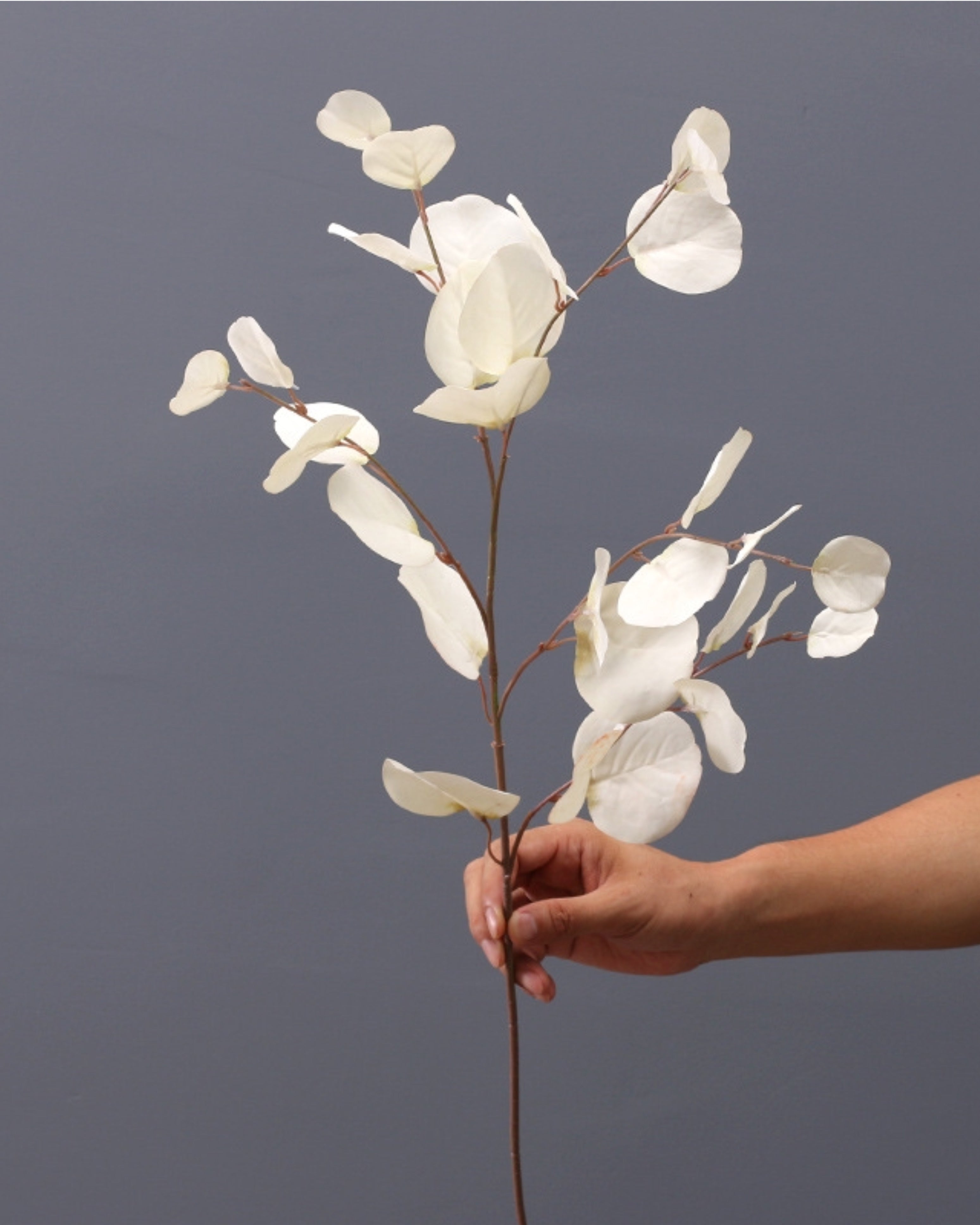 VARA EUCALIPTO BLANCA