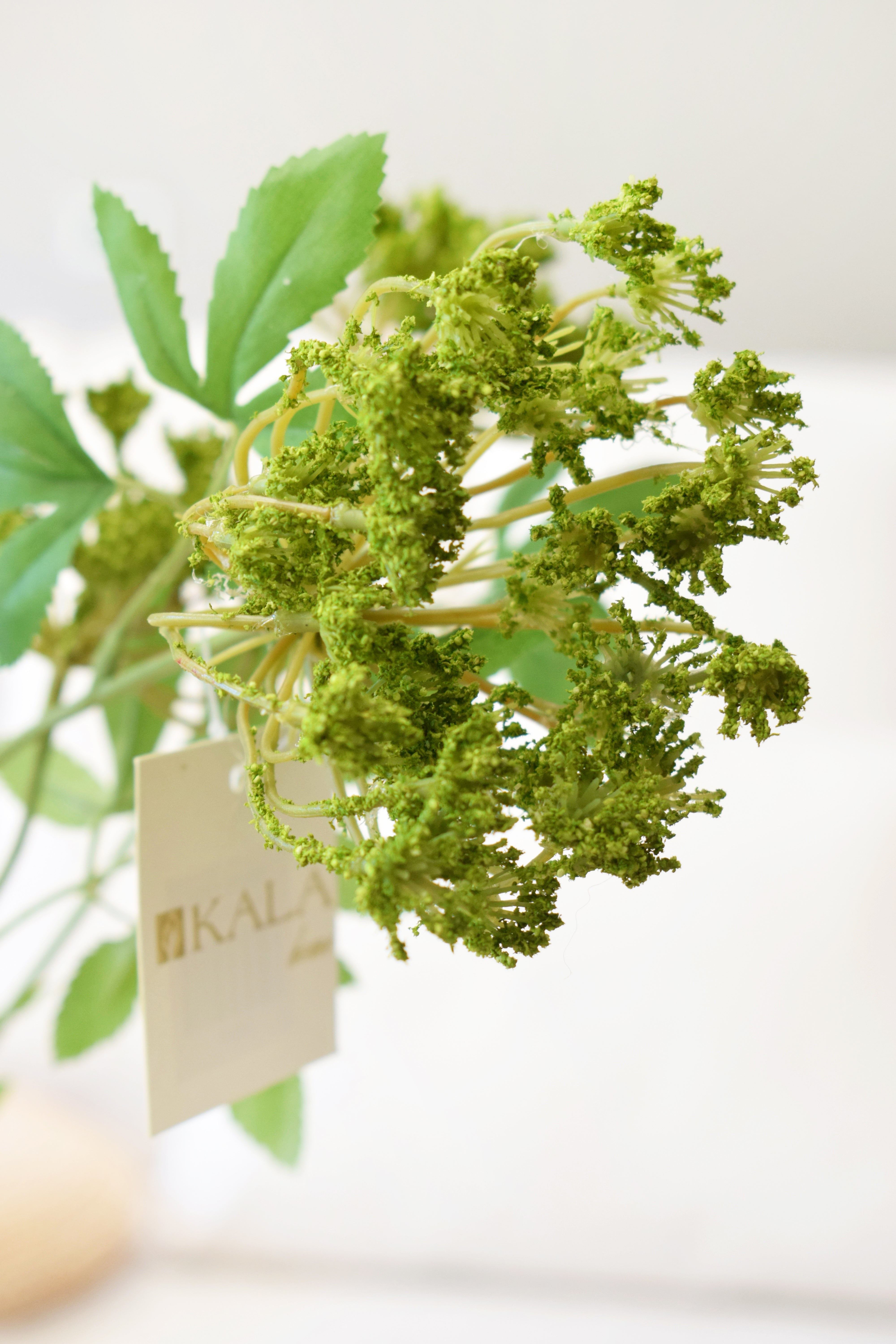 VARA TRADESCANTIA VERDE