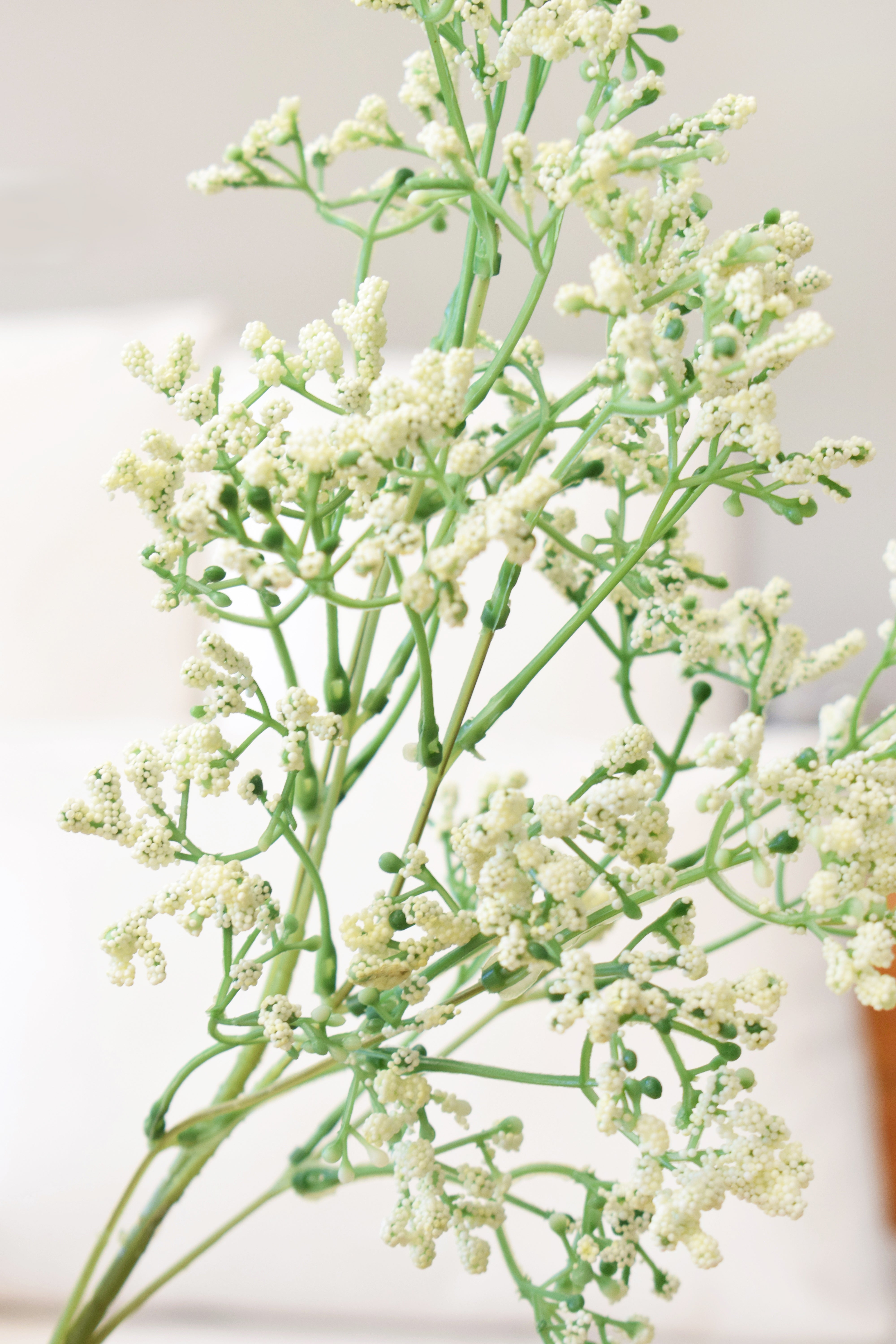 VARA GYPSOPHILA