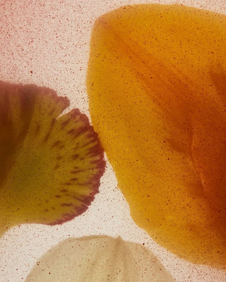 CITRICOS